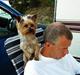 Yorkshire terrier Lucky Max