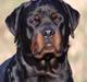 Rottweiler Phoco * Himmelhund 2018 *