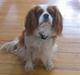 Cavalier king charles spaniel Frida
