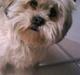 Lhasa apso Molly 