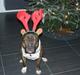 Amerikansk staffordshire terrier Challenger/ "Kenzo"