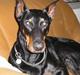 Dobermann Don Pedro El Rico(RIP)