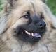 Eurasier  Chanti