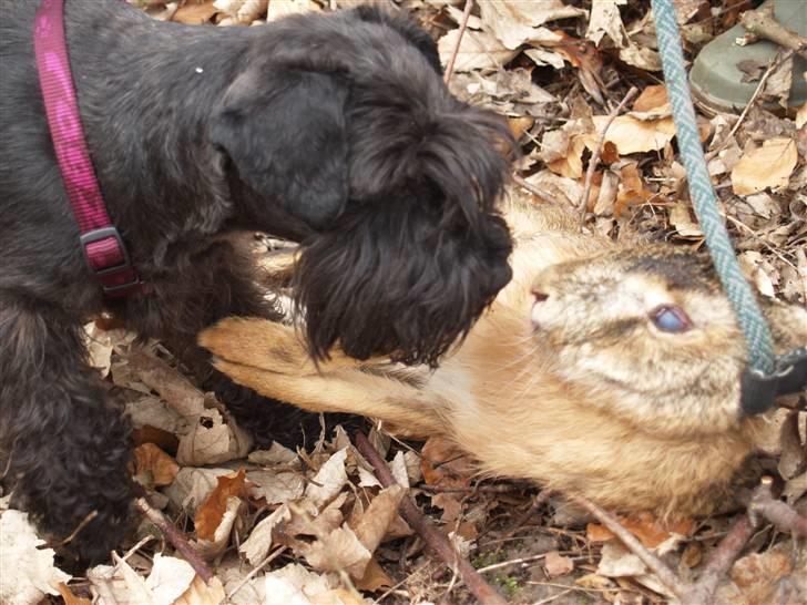 Dvaergschnauzer Sváva's Ayla - Thea - Thea 4 mdr. *Juni 2004* billede 8