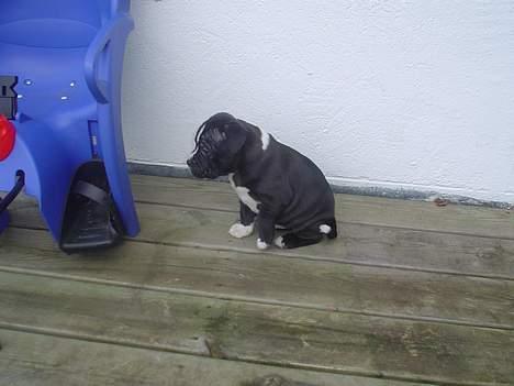 Staffordshire bull terrier Oskar - Min første tur udenfor. billede 2