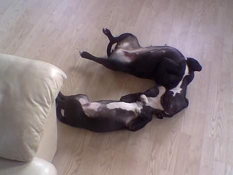 Staffordshire bull terrier Oskar - MIg og min mor Abby. billede 3