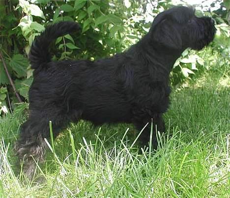 Dvaergschnauzer Sváva's Bioccolo - Tarzan - Tarzan 8 uger billede 4