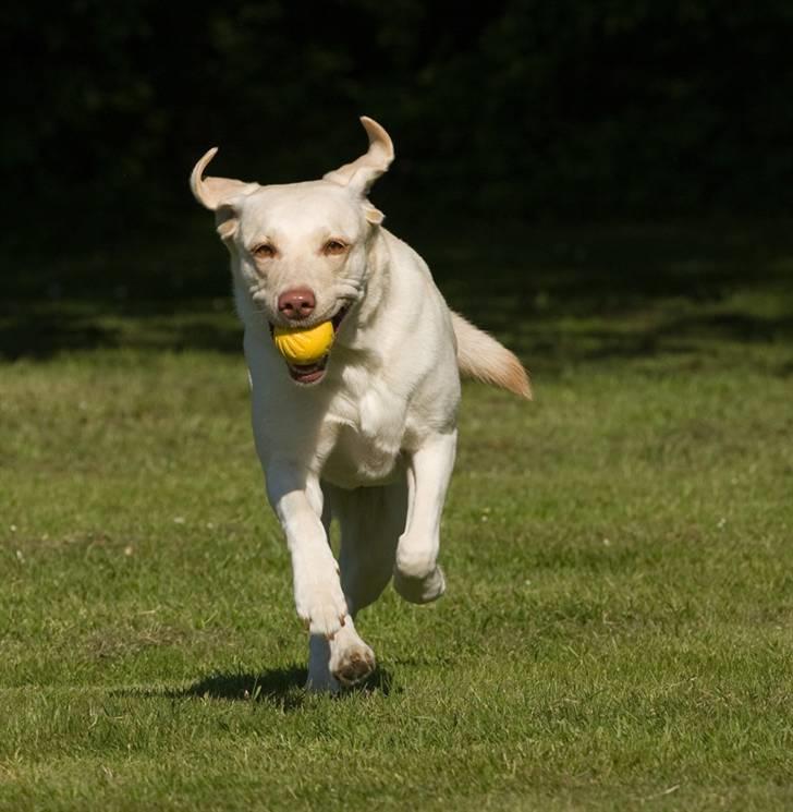 Labrador retriever Fie - hæhæ, du får den ikke igen..... billede 12