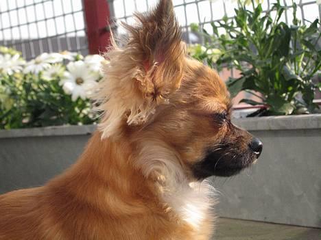Chihuahua Daisy - Solbad! billede 19