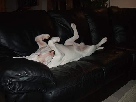 Bullterrier Vili - Ja det er så sådan jeg tilbragte min 1. nytårsaften,på ryggen i sofaen. billede 10