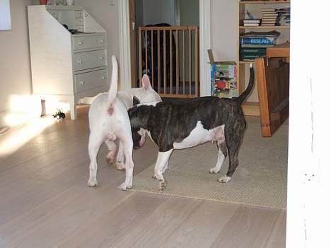 Bullterrier Vili billede 11