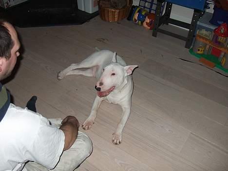 Bullterrier Vili billede 12