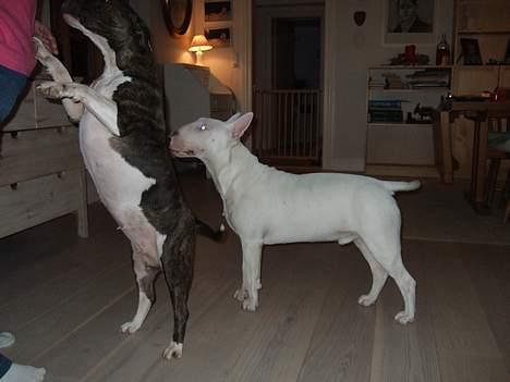 Bullterrier Vili billede 13