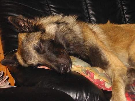 Tervueren Aron - Godt der er en sofa jeg kan sove i ... gider ikke være på gulvet billede 2