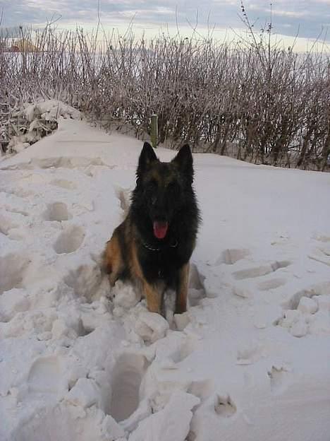 Tervueren Aron - JUHUUU masser af sne  billede 3