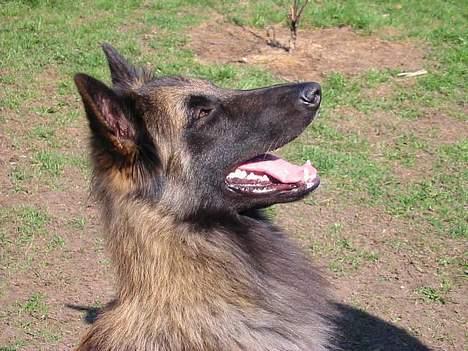 Tervueren Aron - Hvad mon der sker der over billede 5