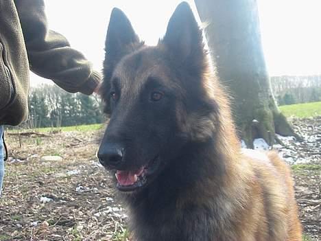 Tervueren Aron - Halløj ... er der nogen ??? billede 6