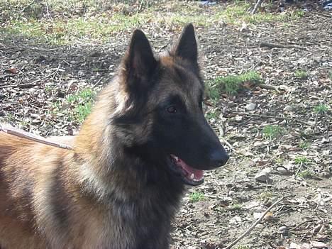 Tervueren Aron - Nå .. må hellere komme hjem igen, inden det bliver aften billede 7