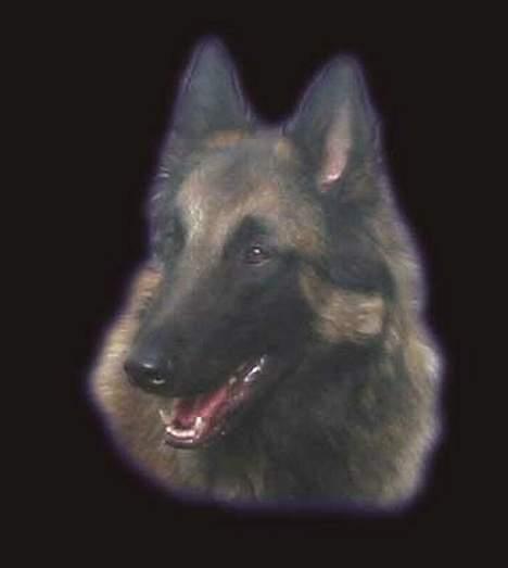 Tervueren Aron - Aron billede 8