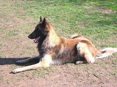 Tervueren Aron - Hmmmm så skal der trænes igen ... dæk siger de og så skal jeg bare blive her. billede 9