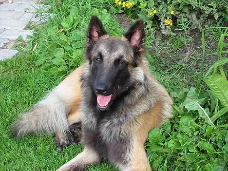 Tervueren Aron - kan ligge her i solen og nyde blomsterne billede 10