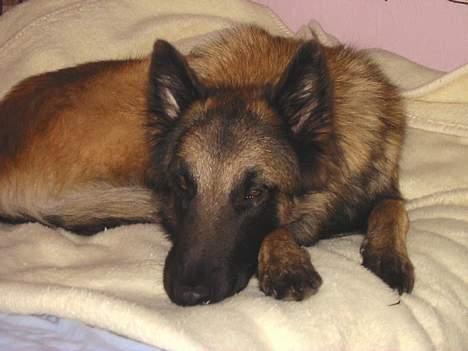 Tervueren Aron - Uhmmmm putter mig lige og sover her i far og mors seng .. de bliver ikke sure ... jeg må godt billede 11