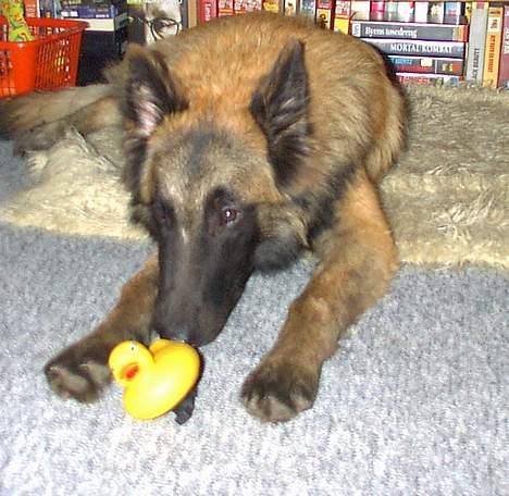 Tervueren Aron - Aron som hvalp med hans gummiand billede 12