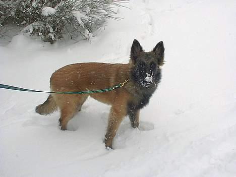 Tervueren Aron - Første gang Aron er i sneen billede 13