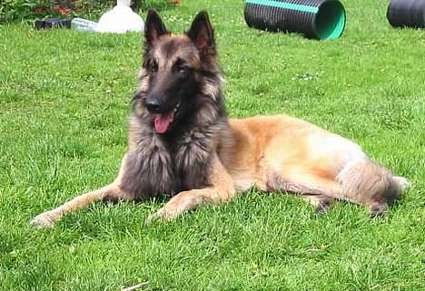 Tervueren Aron - Ha ha ... ligger her og holder vagt ( tror de ) nej jeg ligger bare og nyder det gode vejr billede 14