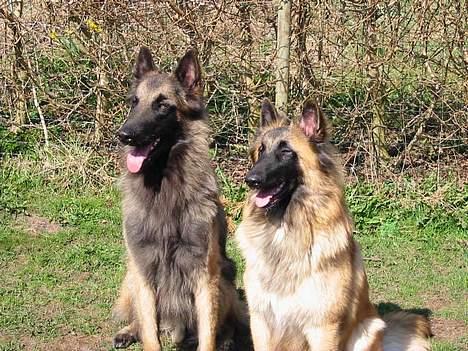 Tervueren Aron - Hmmm ... Femke skal altid komme og mænge sig, når der tages billeder af mig billede 15