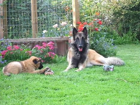 Tervueren Aron - Selv som lille hvalp kom hun ... hun er nu lidt sød ...IK ?? billede 16