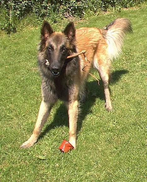 Tervueren Aron - Skal vi lege ??? billede 17