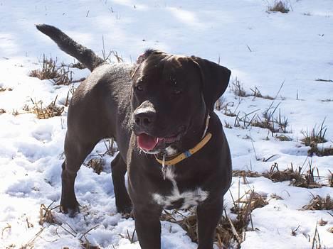 Blanding af racer BonZo billede 11