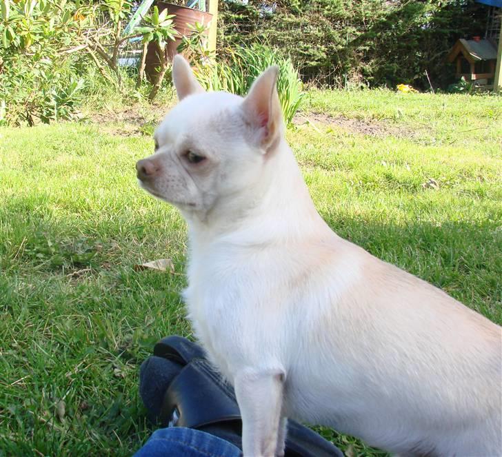 Chihuahua DKCH, KLBCH Chico - *NYT 08-09-07* billede 15