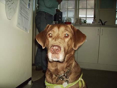 Labrador retriever Tilde billede 11