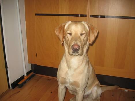 Labrador retriever Janus - Min JANUS <3333 billede 1