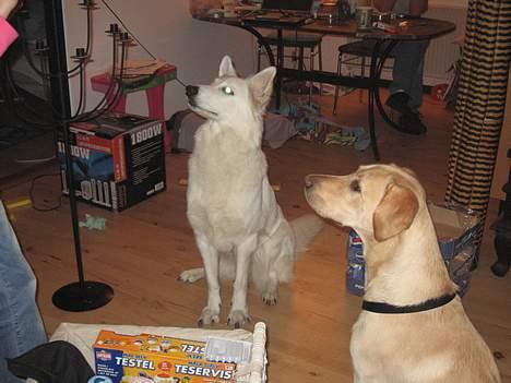 Labrador retriever Janus - Nu sidder jeg altså pænt , må jeg så få den godbid ? billede 3