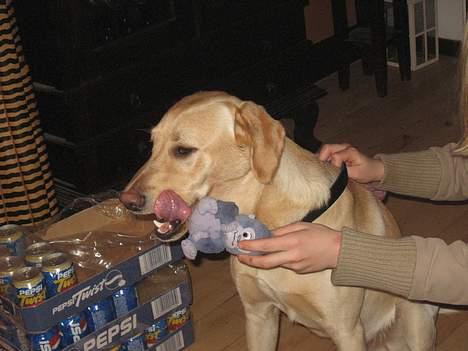 Labrador retriever Janus - jeg vil ikke lege med bamser nu ..  billede 4