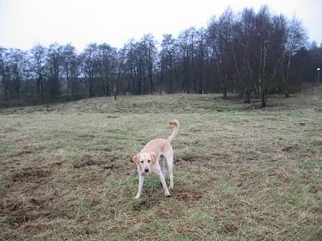 Labrador retriever Janus - Hvor er Zarzo ? billede 5