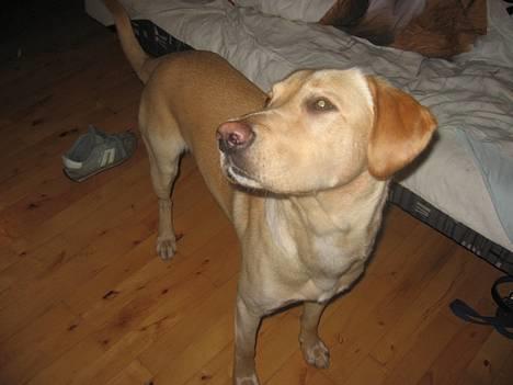 Labrador retriever Janus - Janus <333 Moooar !!! Jeg vil ikke kigge mere.. !!! billede 6