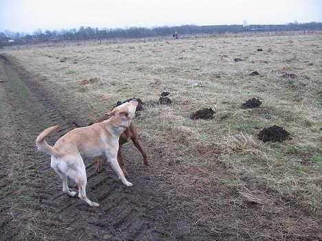 Labrador retriever Janus - Det her er bare sjovt billede 7