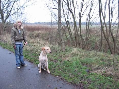 Labrador retriever Janus - Bare fordi der kommer nogen forbi , behøver jeg ikke at sidde ned .. billede 8