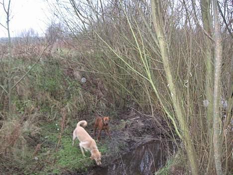 Labrador retriever Janus - vand , tak mor , du ved jo jeg elsker vand billede 9
