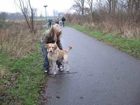 Labrador retriever Janus - mor , jeg vil ikke sidde ned igen billede 10