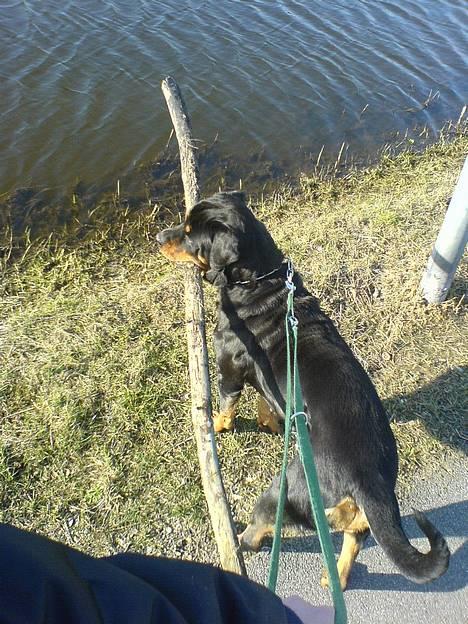 Rottweiler Toffi - Ingen pind er for stor... Heller ikke dem på ca 2 meter ;o) billede 1