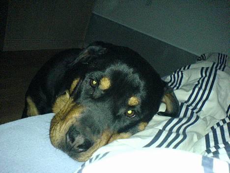 Rottweiler Toffi - ser lige om den ikke går  billede 2