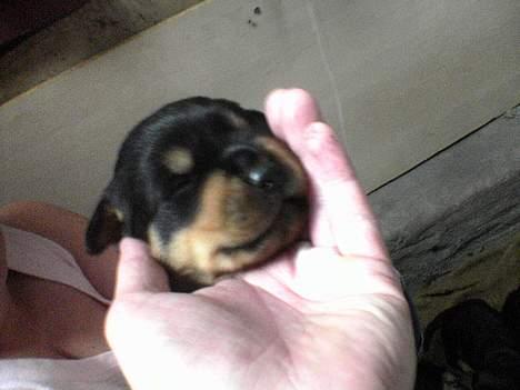 Rottweiler Toffi - meget lille, 1 eller 2 uger billede 3