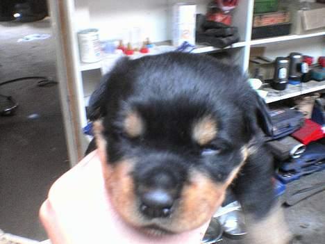 Rottweiler Toffi - stadig meget lille billede 4