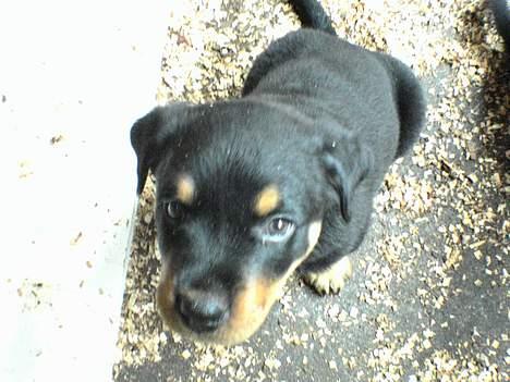 Rottweiler Toffi billede 5