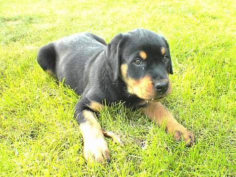 Rottweiler Toffi billede 6
